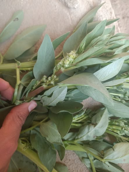 الحل لو سمحتوا عندي كميه كتير في الفول كده